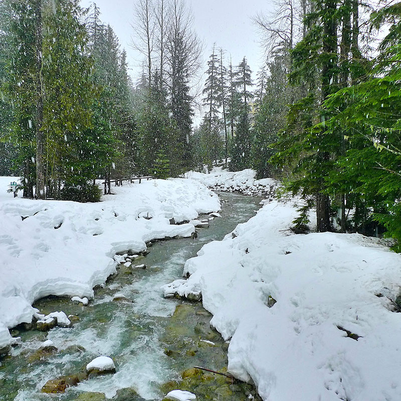 Snow-covered stream bank