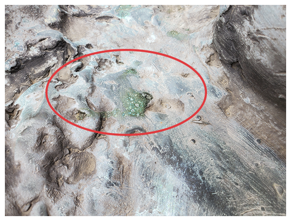  Photograph of a sample area showing green erosion on the Frederick Douglas Statue 