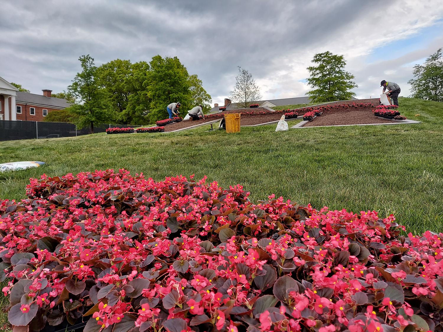 Red plants