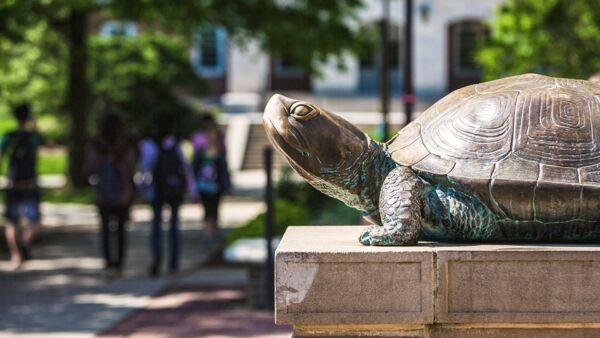 Testudo